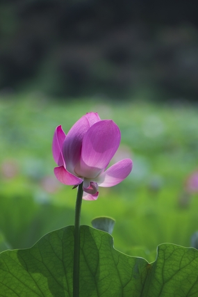 一朵盛开的粉色荷花摄影图片